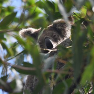 Climate Systems Hub Newsletter – February 2025