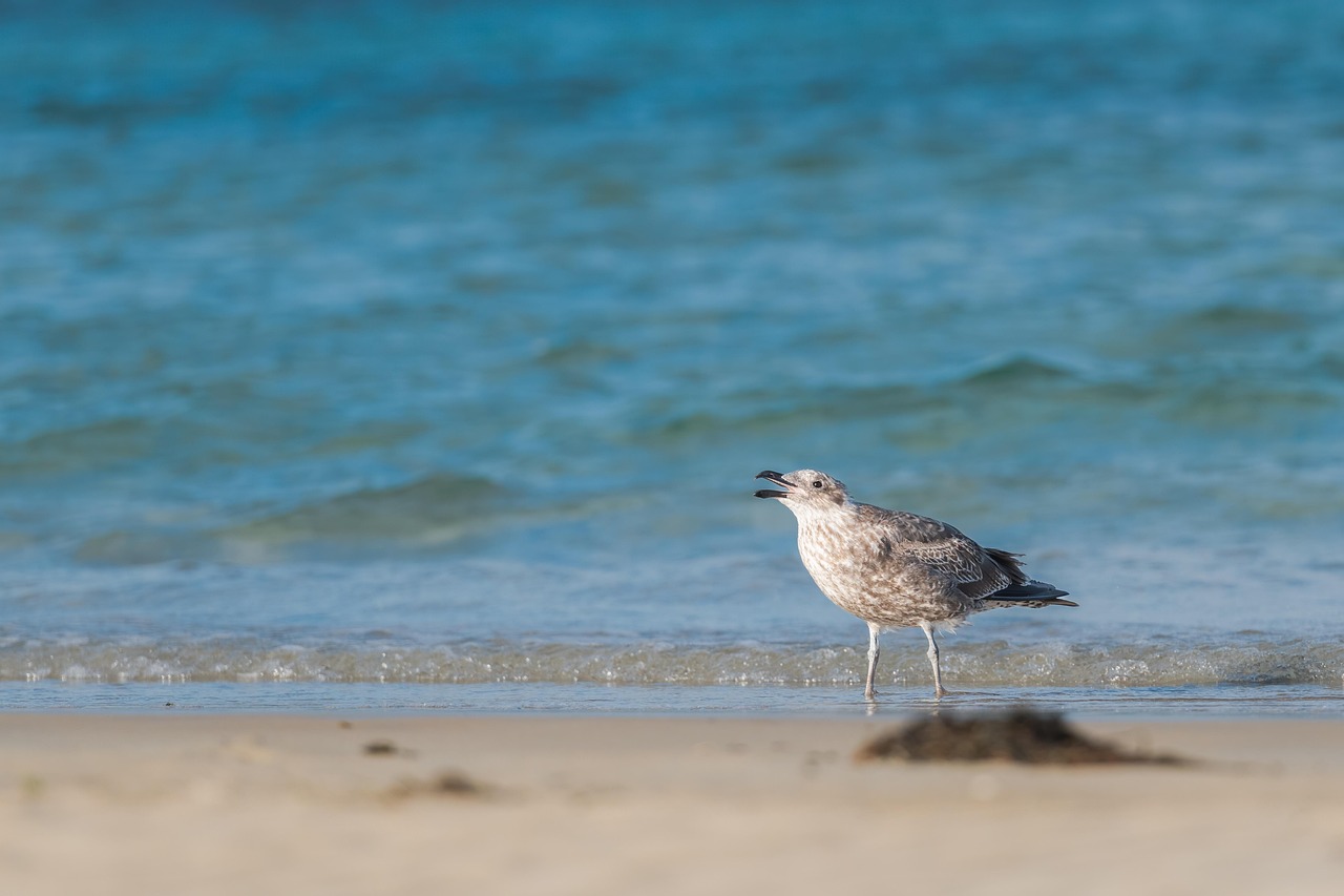 Adapt Land&Sea Webinar