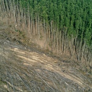 The climate case for planting trees has been overhyped — but it’s not too late to fix it