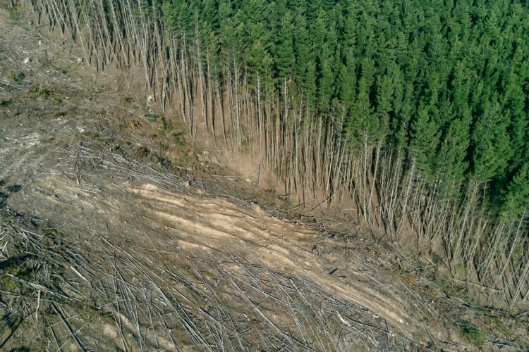 The climate case for planting trees has been overhyped — but it’s not too late to fix it